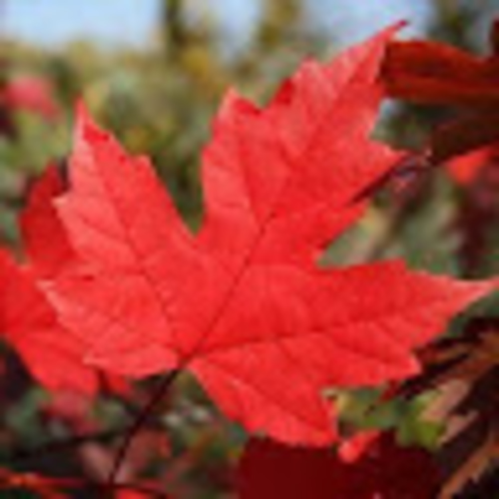 Meet your Posher, Miriam